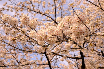 青空と満開の桜 cherry blossom 春 spring お散歩 東京