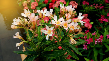 Nerium oleander flowers bloom in the garden beautifully.Poisonous shrub.