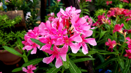 Nerium oleander flowers bloom in the garden beautifully.Poisonous shrub.