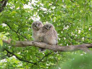 エゾフクロウのひな