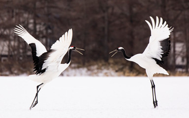 タンチョウの求愛ダンス