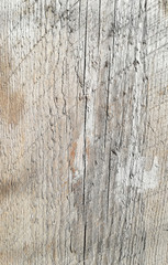 Fototapeta premium The texture of the old wooden board is light gray. vertical background