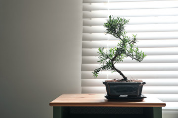 Japanese bonsai plant on table near window, space for text. Creating zen atmosphere at home