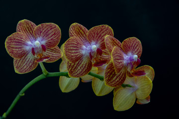Orchid blooms on black backdrop