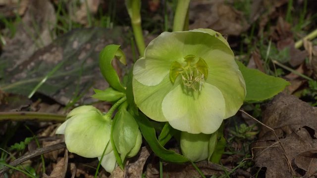 Young spring plant primrose Helleborus caucasicus with green flowers and buds growing in the foothills of the North Caucasus