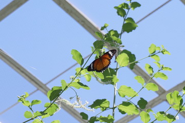 Butterfly and flowers in the summer