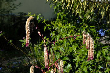 Célosie (Celosia argentea) dans un jardin de l'île de La Réunion.