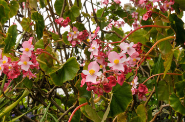 Bégonia (Bégonia nitida) dans un jardin de l'île de La Réunion.