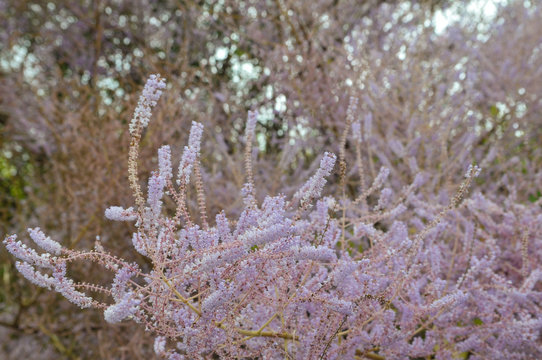Faux patchouli (Tetradenia riparia) dans un jardin de l"&icirc;le de La R&eacute;union.