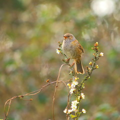 Dunnock singing on the blossoming tree