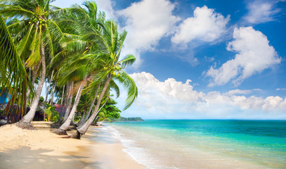 beach and coconut palm trees. Koh Samui, Thailand - obrazy, fototapety, plakaty
