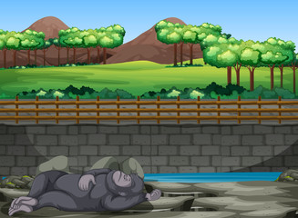 Scene with gorilla sleeping in the zoo