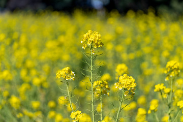 菜の花