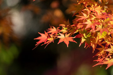紅葉
