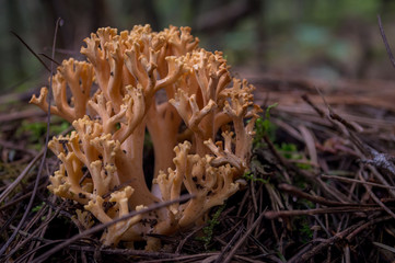 hongos en la naturaleza, hongos en primer plano, hongos en estado silvestre