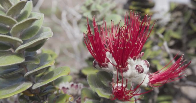 Red ohia lehua blossom blows in the wind, against a background of green ohia leaves and rugged lava rocks. High altitude volcanic landscape of Mauna Loa, Volcano National Park, Hawaii. Shot in 6k
