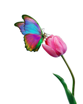 Beautiful colorful morpho butterfly on a flower on a white background. Tulip flower in water drops isolated on white. Tulip bud and butterfly. 
