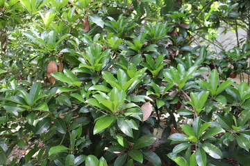 Obraz premium green plant in the garden