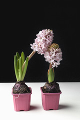 Beautiful flowers hyacinths on  black background. Place for text.