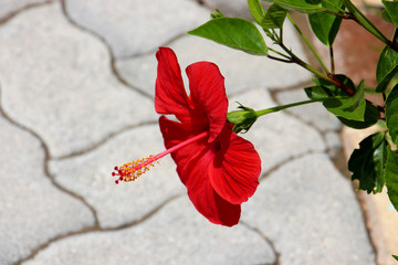 bright red large blooming southern campsis flower with green leaves growing along a stone wall and...