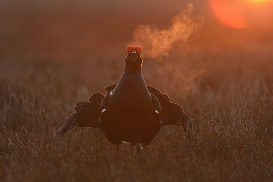 black grouse calling at sunrise with breath fume