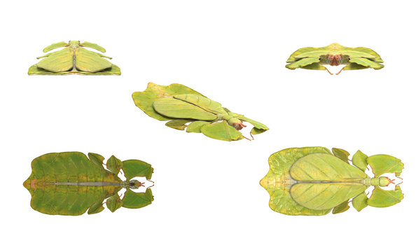 Walking leaf insect on white background multiple poses 3d rendering