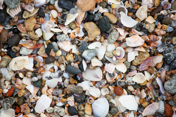 Photo of sea shells background