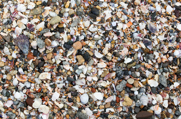 Photo of sea shells background