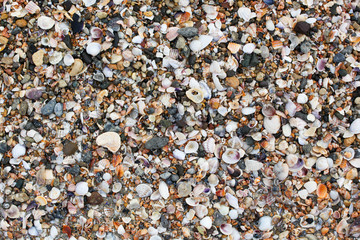 Photo of sea shells background