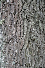 Texture of bark on a tree trunk. Oak plant. Graphics of nature. Spring March. In the woods.