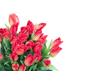A gift  background with brightly red tulips. White background, isolated, copyspace