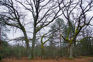 Huge oaks in the forest. The tree trunk is covered with green moss. Spring March. Beautiful plant.