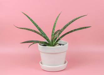 Sansevieria suffruticosa,species of Dracaena native to eastern Africa in white plant pot on pink background with copy space, Air purifyer plant.