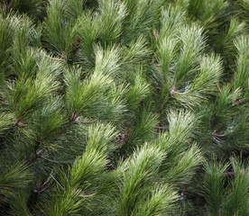 Close-up of bright green pine tree branches