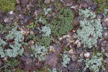 Horizontal shot. View from above. Soil cover in coniferous forest. Mosses and lichens. Spring march. It's a nasty day.
