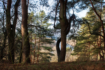The surroundings of Grodno. Belarus. A beautifully curved tree on the forest bank of the Neman River.
