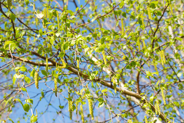Spring birch branch with young leaves on a background of blue sky.