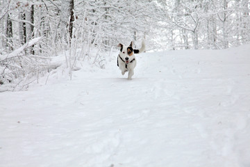 Happy Jack Russell puppy runs  in the snow on beautiful snowywinter