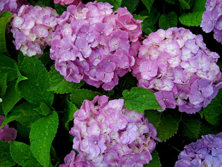 Pink hydrangea