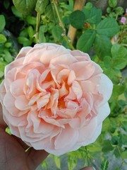 orange rose 