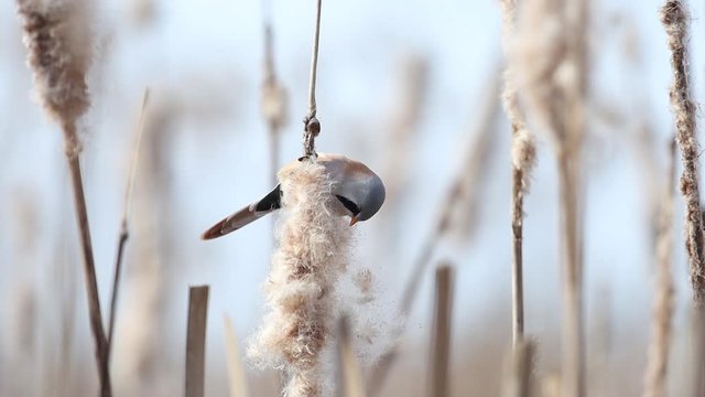 beautiful bird bearded reedling eating fluffy cattail seeds