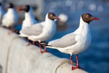 Four Seagulls standing at Sukta Bridge, Bangpu, Samut Prakan, Province, Thailand, Larus brunnicephalus, Close up shot, Select focus, Birds photography travel