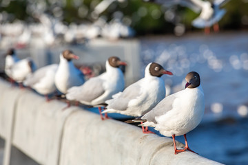 Seagulls standing at Sukta Bridge, Bangpu, Samut Prakan, Province, Thailand, Larus brunnicephalus, Close up shot, Select focus, Birds photography travel