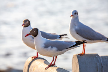 Three Seagulls standing at Sukta Bridge, Bangpu, Samut Prakan, Province, Thailand, Larus brunnicephalus, Close up shot, Select focus, Birds photography travel
