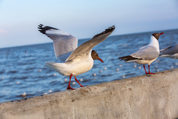 Two Seagulls flying and standing at Sukta Bridge, Bangpu, Samut Prakan, Province, Thailand, Larus brunnicephalus, Close up shot, Select focus, Birds photography travel