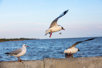 Seagulls standing and flying at Sukta Bridge, Bangpu, Samut Prakan, Province, Thailand, Larus brunnicephalus, Close up shot, Select focus, Birds photography travel