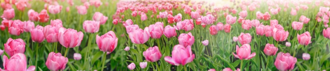 Close-up of pink tulips in the field of pink tulips. Selective focus. International women day.