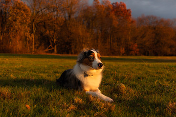 Fototapeta na wymiar Dog watches sunset during golden hour