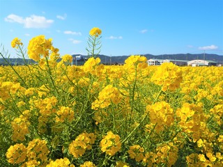 the beautiful canola flowers garden