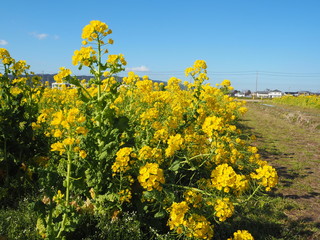 the beautiful canola flowers garden